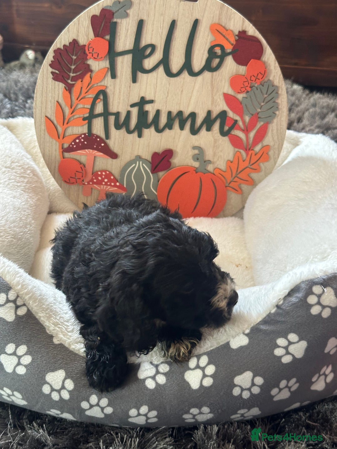 Cockapoo dogs for sale: F3 Cockapoo puppies. Prices do vary.  - Image 6