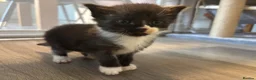 Maine Coon cats for sale: Beautiful Maine coon kittens - Advert 10