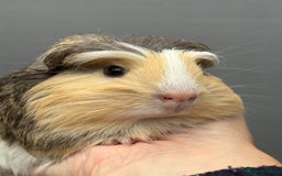 Guinea Pig rodents for sale: Lovely piggies, sheltie, Rex and Peruvian  - Image 15