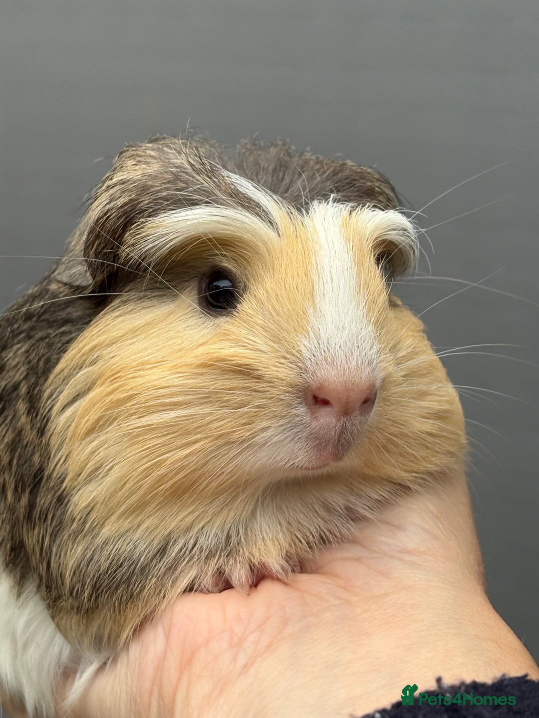 Guinea Pig rodents for sale: Lovely piggies, sheltie, Rex and Peruvian  - Image 15