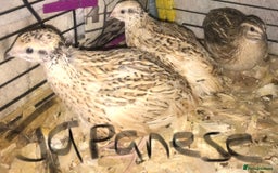 Quail poultry for sale: JAPANESE & JUMBO QUAILS ! - Image 4