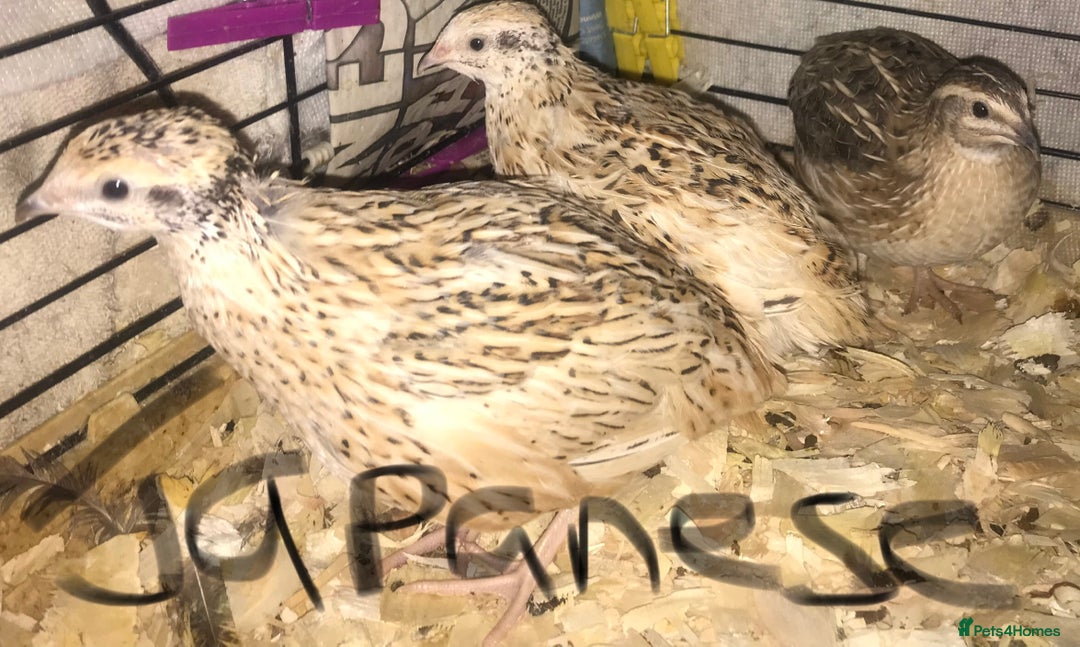 Quail poultry for sale: JAPANESE & JUMBO QUAILS ! - Image 4