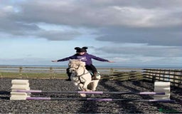 Connemara horses for sale: Abros 🫶🏻🥕 - Image 4
