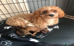 Cavapoo dogs for sale: cavapoo puppies - Image 1