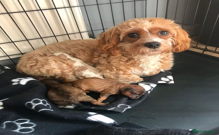 Cavapoo dogs - Advert 2