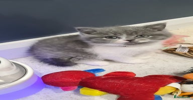 British Shorthair cats - Advert 9