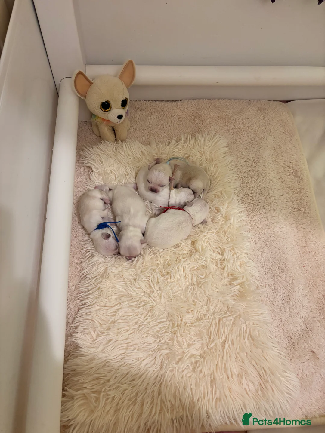 Chihuahua dogs for sale: KC registered beautiful chihuahua puppies - Advert 9
