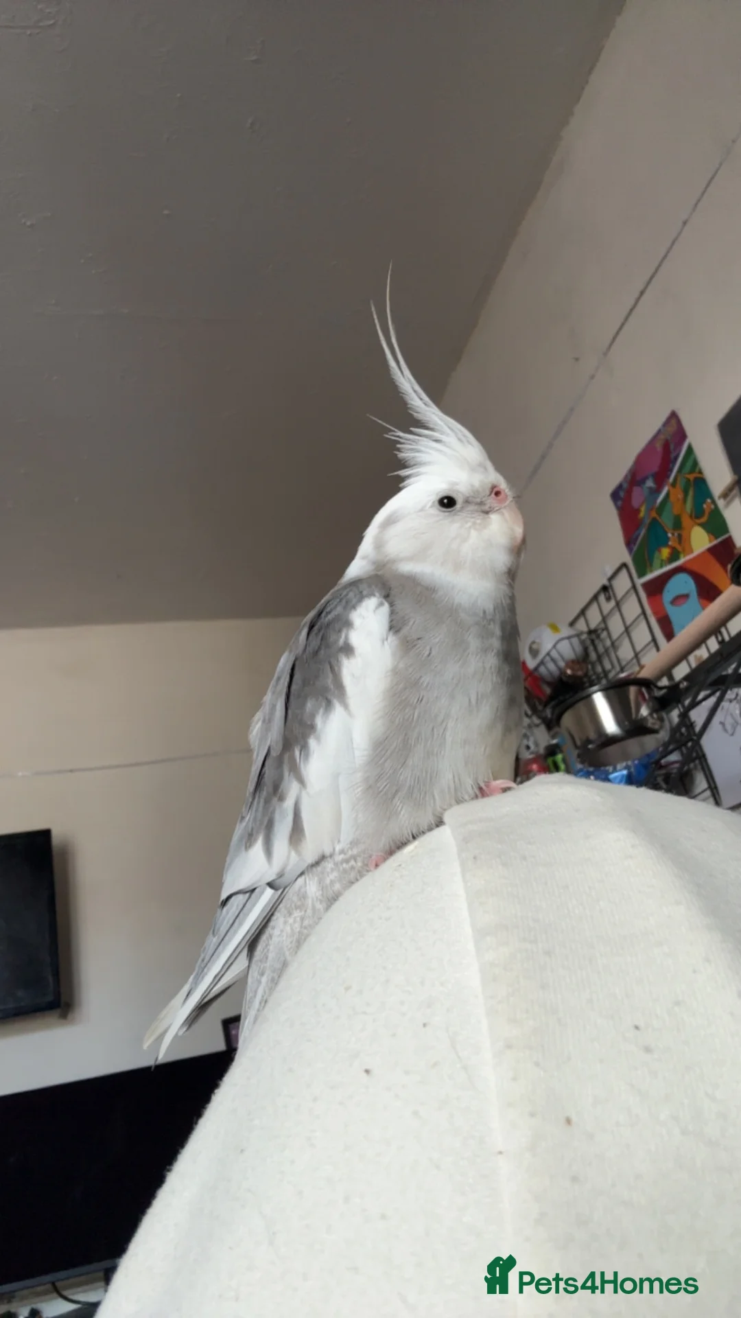 Cockatiels birds for sale: Hand reared cockatiel in Rhyl - Advert 3