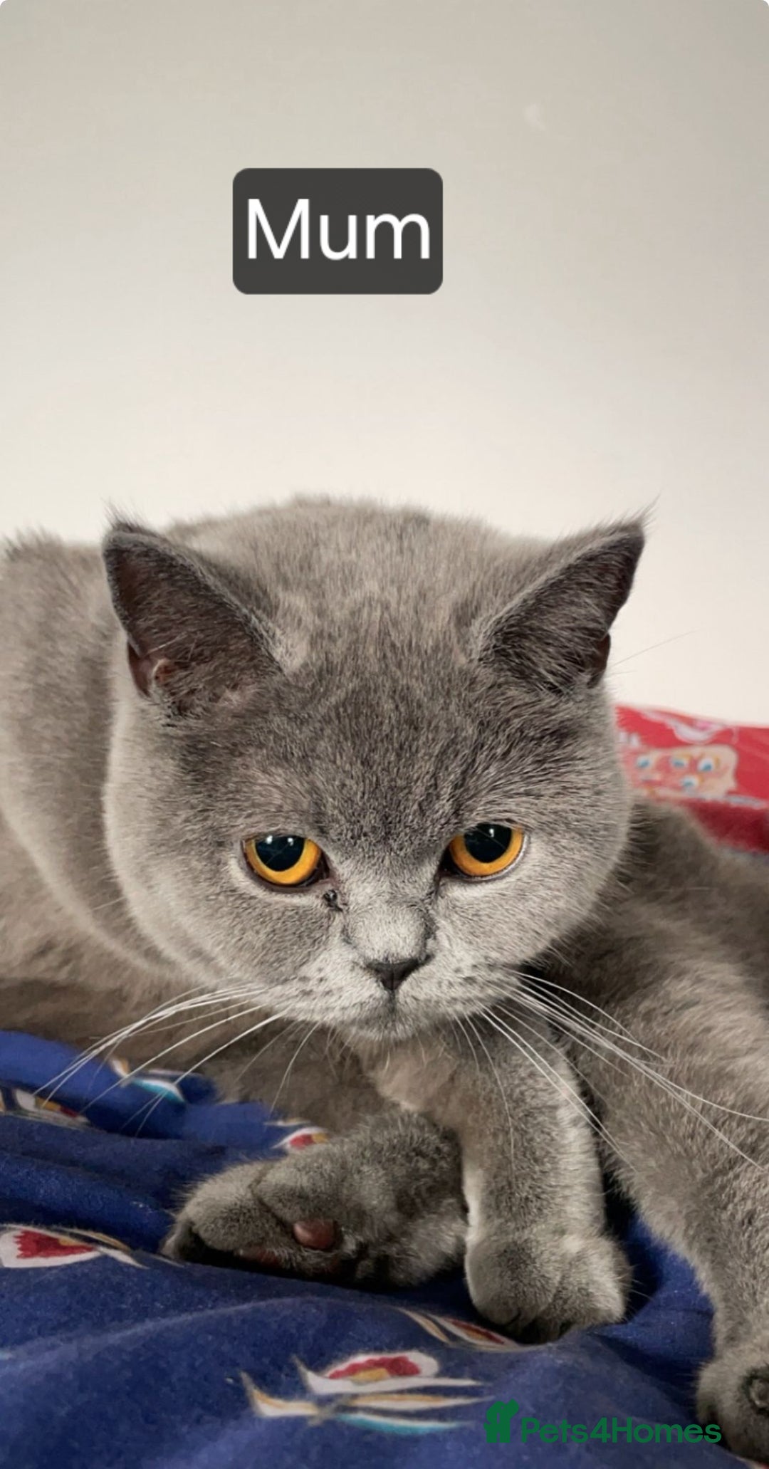 British Shorthair cats for sale: Reduced to clear  pure BSH blue  girl £4500 - Advert 4
