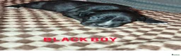 Staffordshire Bull Terrier dogs for sale: Staffordshire bullterrier pups - Advert 5