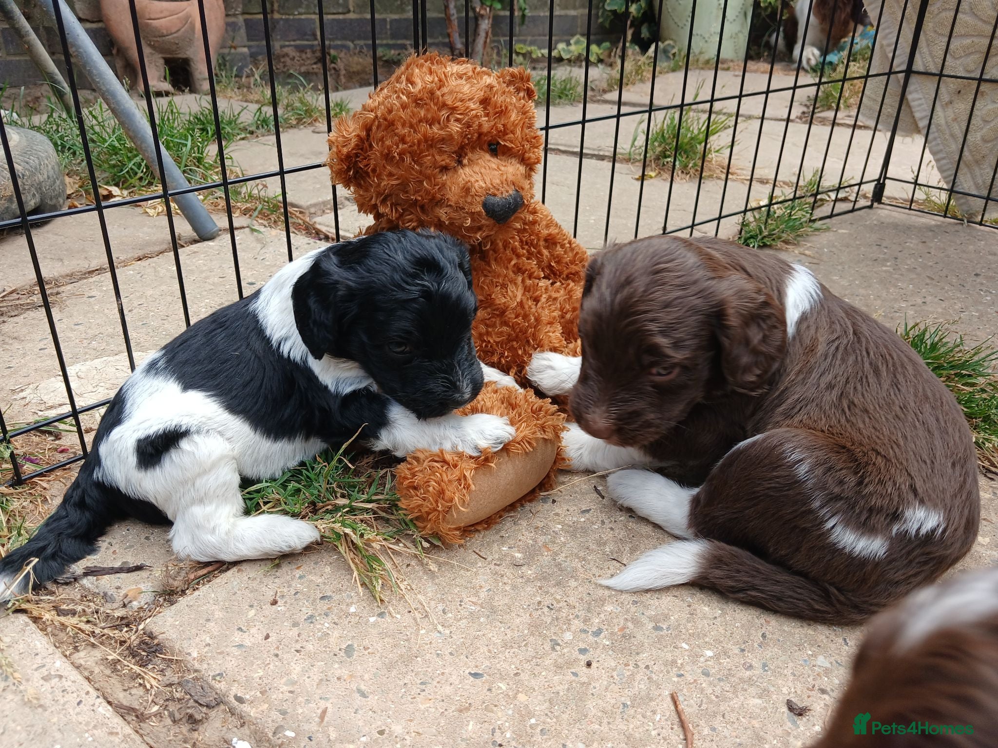 Sproodle dogs Sproodles - Advert 1