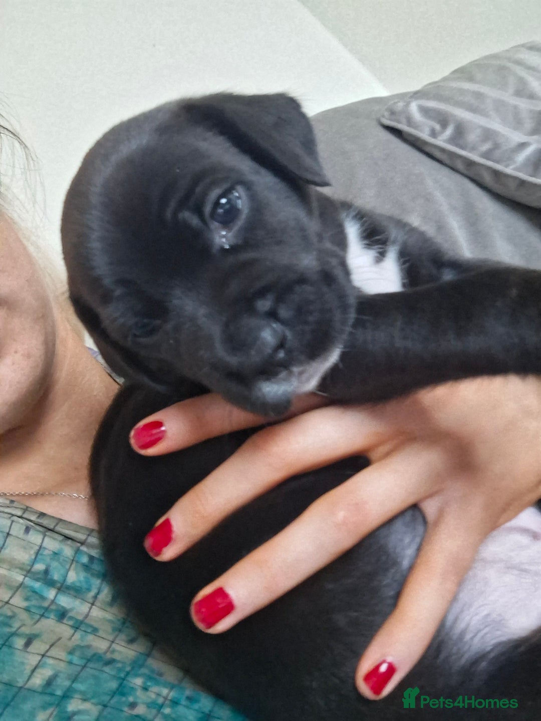 Mixed Breed dogs for sale: 2 boy 2 girls springer mixed with staff puppys - Image 3
