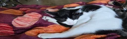 Mixed Breed cats for sale: 2 lovely kittens - Advert 4