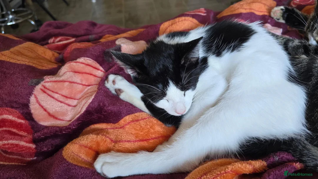 Mixed Breed cats for sale: 2 lovely kittens - Advert 4