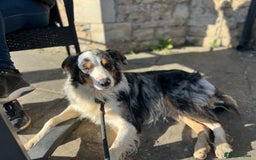 Border Collie dogs for stud: Stud Dog Available – Poe - Image 14