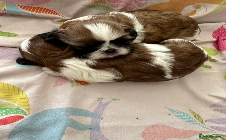 Shih Tzu dogs - Advert 1