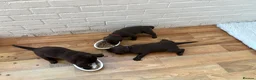 Labrador Retriever dogs for sale: Beautiful Chocolate Labrador Puppies - 09/03/2026 - Advert 19