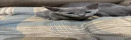 Russian Blue cats for sale: Stunning gccf registered Russian blue kittens  - Advert 5