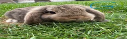 Mini Lop rabbits for sale: Mini Lop Rabbits For Sale  - Advert 26