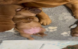 Dogue De Bordeaux dogs for sale: Stunning Quality Dogue de Bordeaux Puppies - Image 9