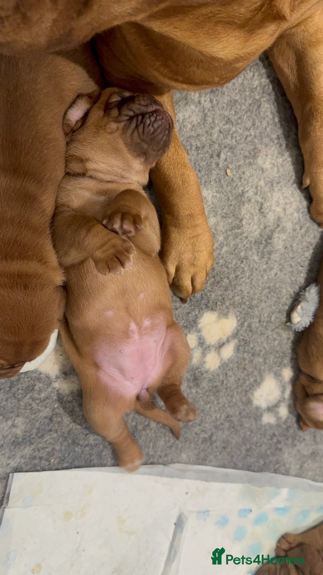 Dogue De Bordeaux dogs for sale: Stunning Quality Dogue de Bordeaux Puppies - Image 9