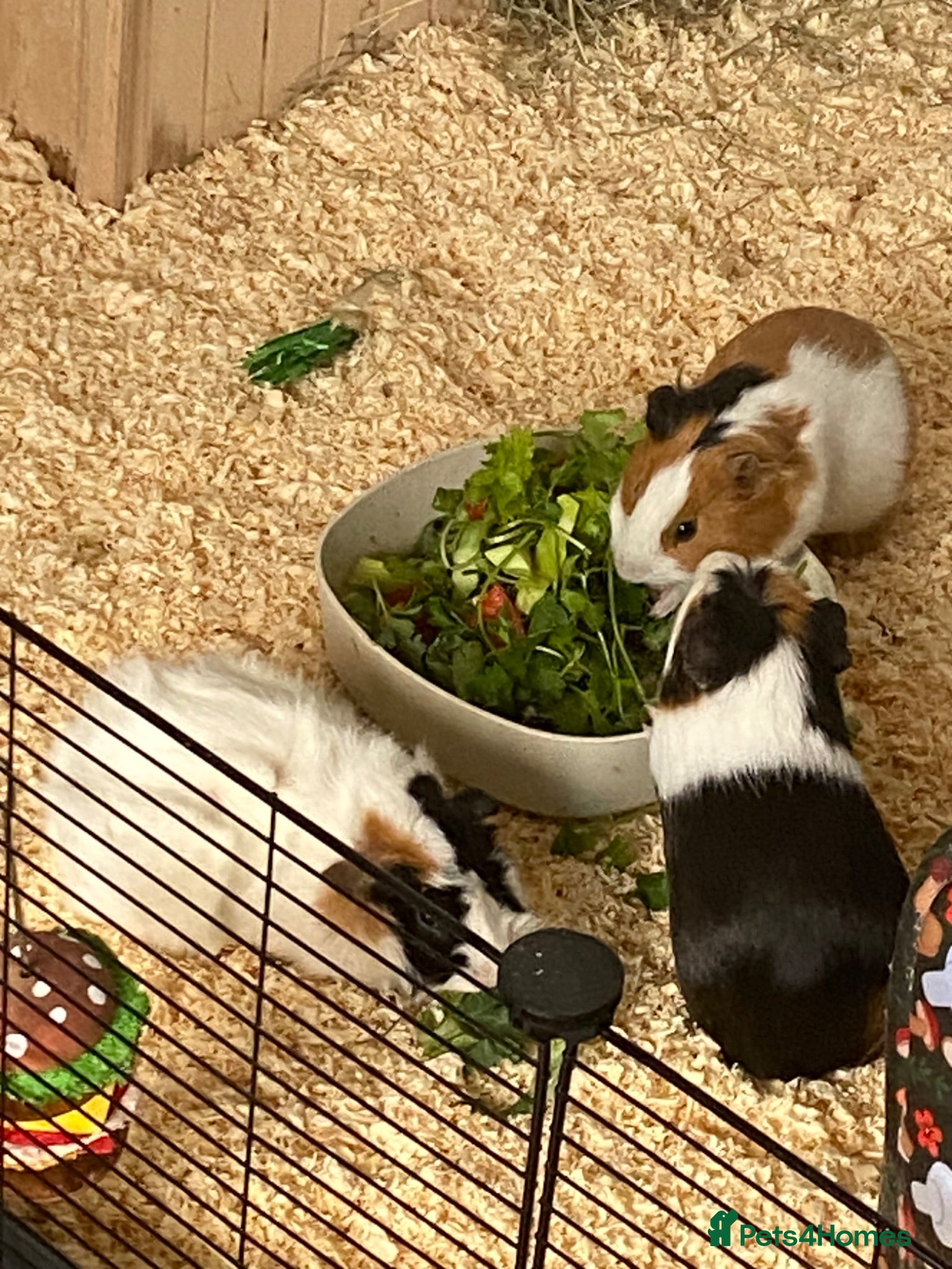 Guinea Pig rodents 3 MALE GUINEA PIGS  - Advert 1