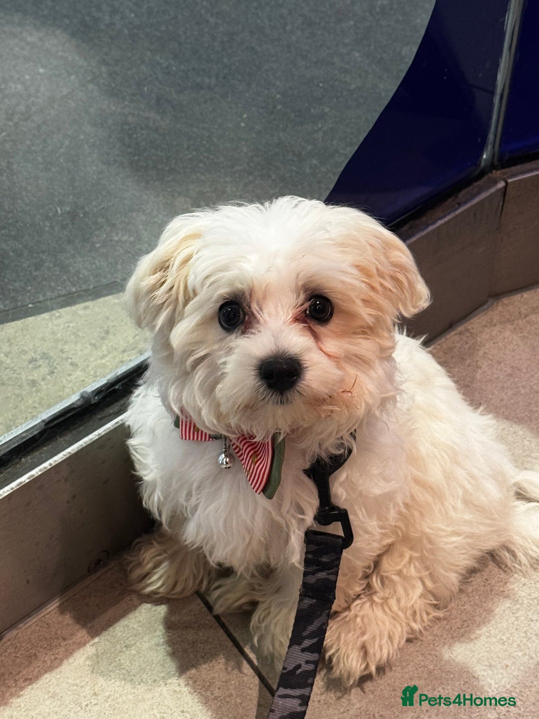 Maltese dogs for sale: 6 month Maltese  - Advert 1