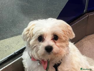 Maltese dogs 6 month Maltese - Advert 17