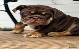 English Bulldog dogs for sale: World class bulldogs  - Image 10
