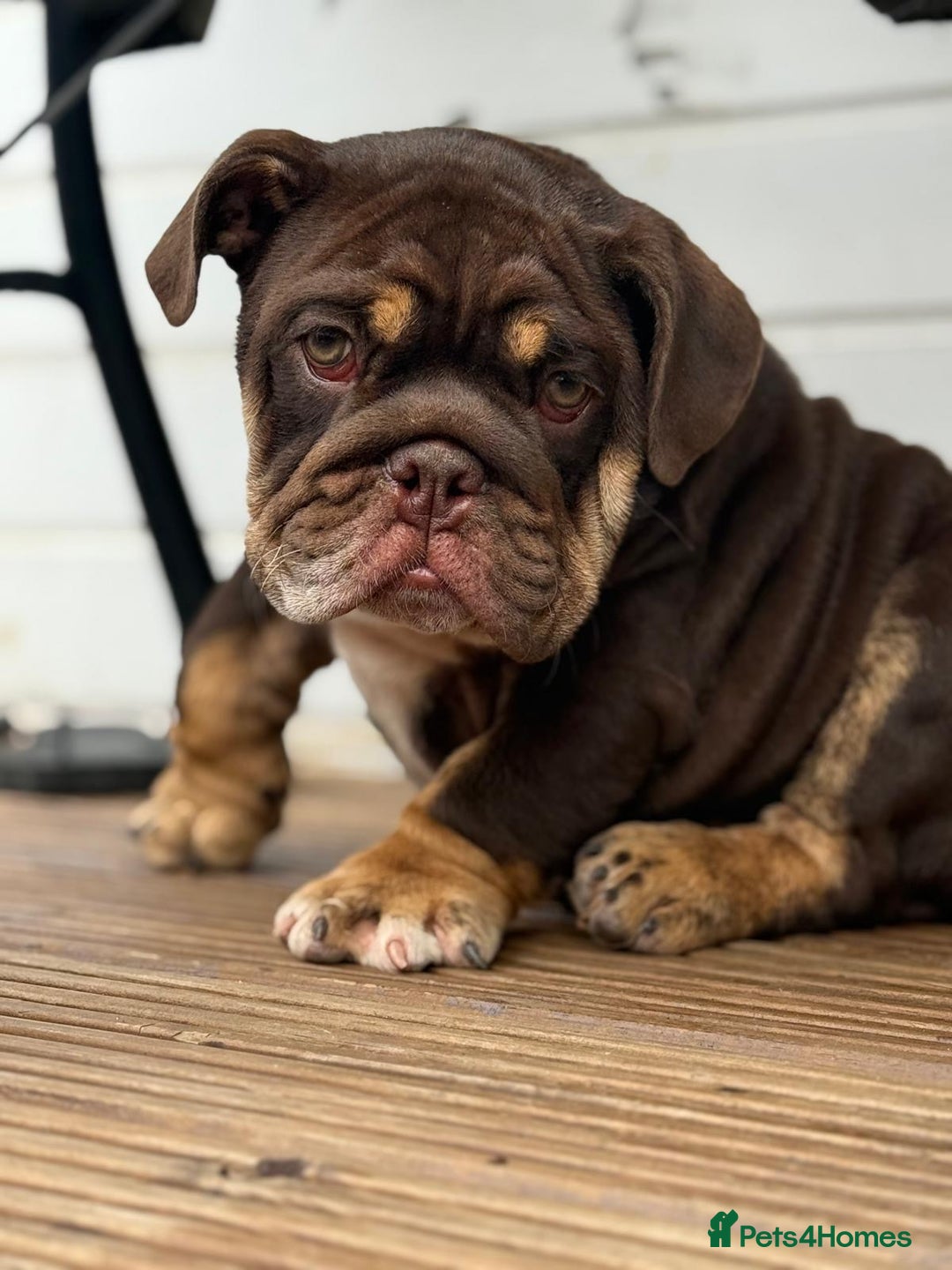 English Bulldog dogs for sale: World class bulldogs  - Image 10