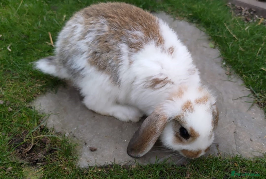 Mini Lop rabbits for sale: Gorgeous Mini lop babies looking for new homes - Image 13