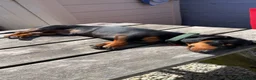 Miniature Dachshund dogs for sale: Miniature Dachshund for sale   - Advert 2