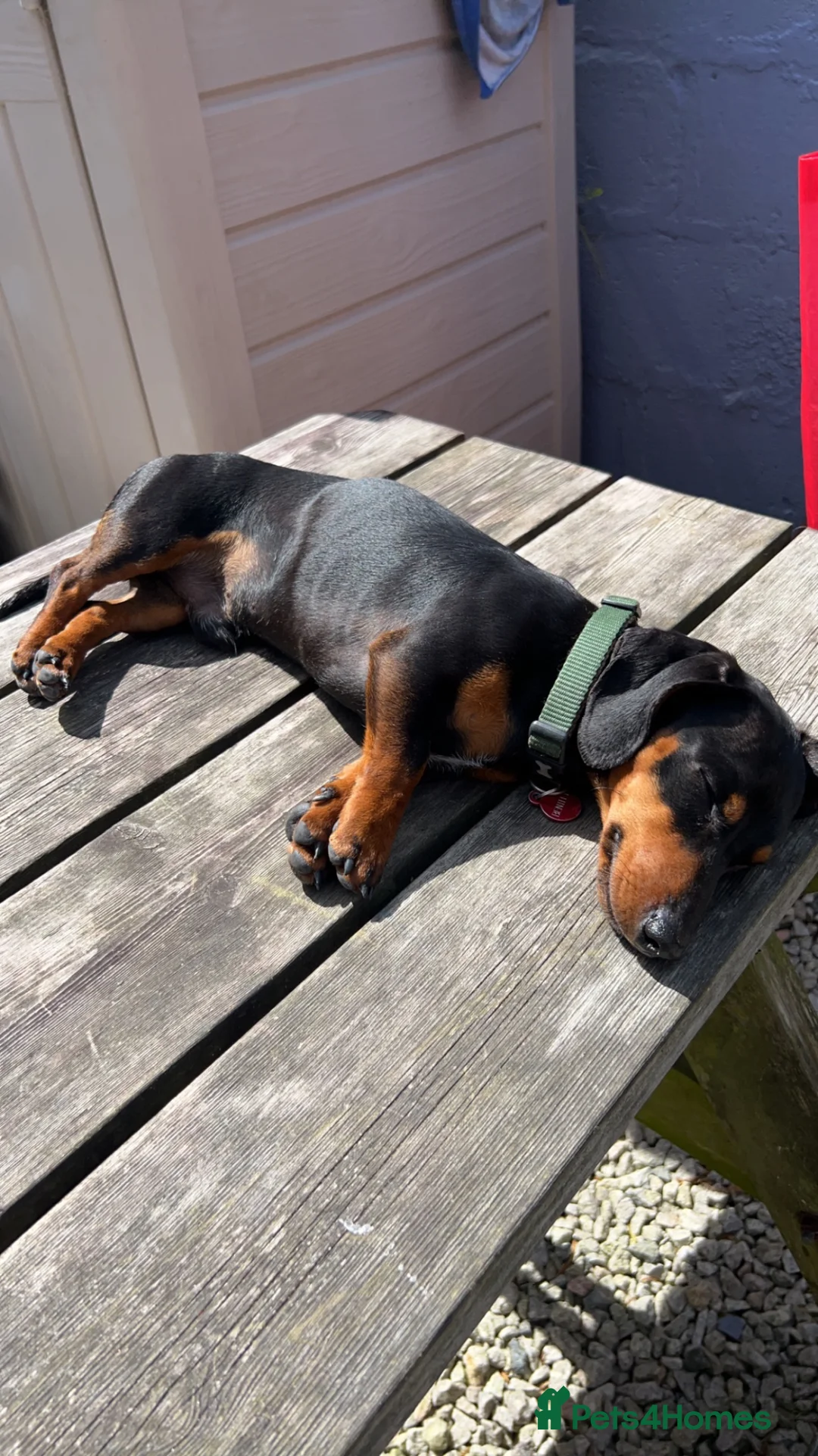 Miniature Dachshund dogs for sale: Miniature Dachshund for sale   - Advert 2