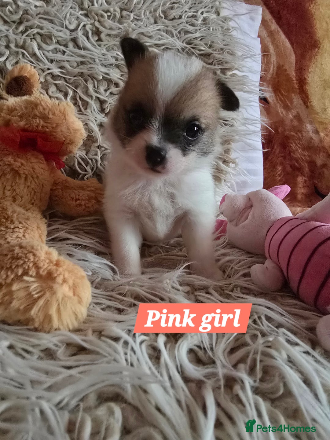 Pomchi dogs for sale: Beautiful Pomchi Puppy's ❤️  - Advert 6