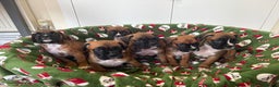 Boxer dogs for sale: Boxer puppy’s  - Advert 1