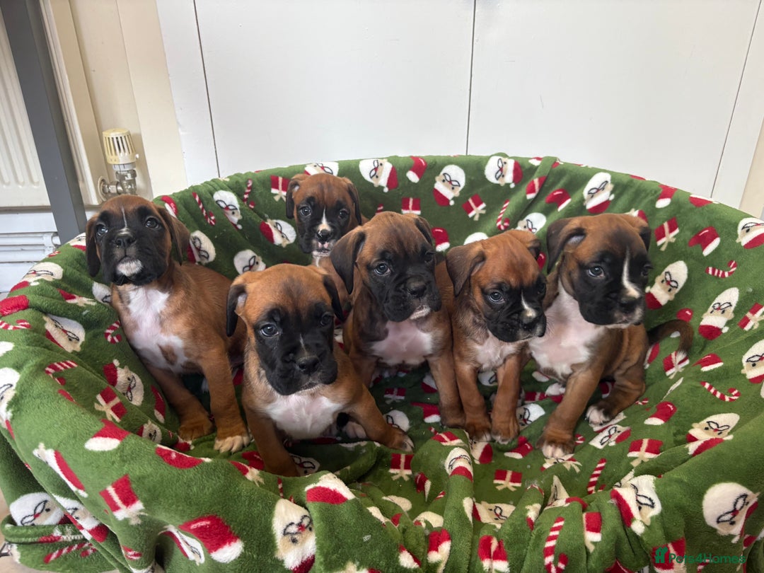Boxer dogs for sale: Boxer puppy’s  - Advert 1