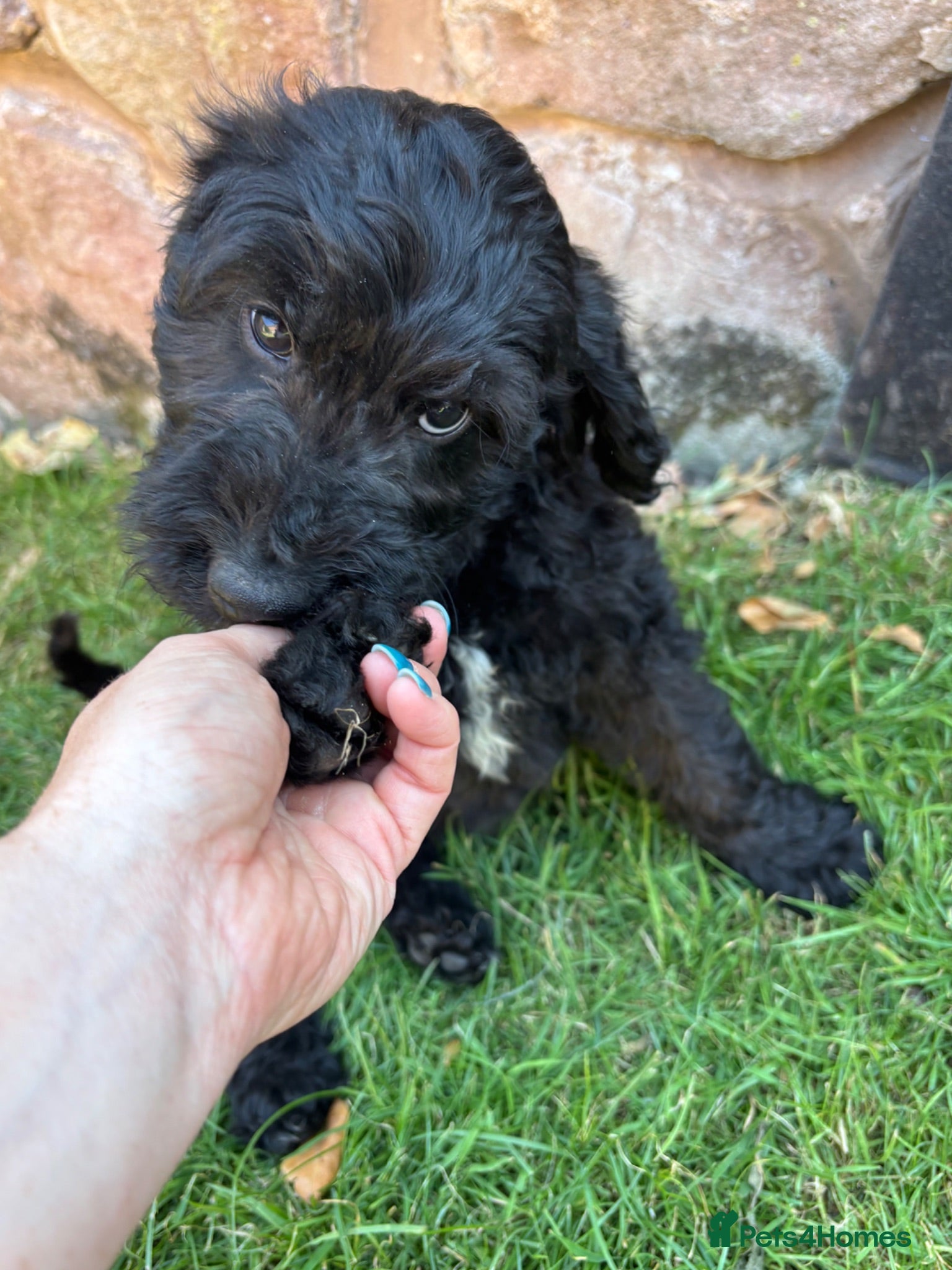 Goldendoodle dogs READY TO LEAVE Beautiful Goldendoodles - Advert 1