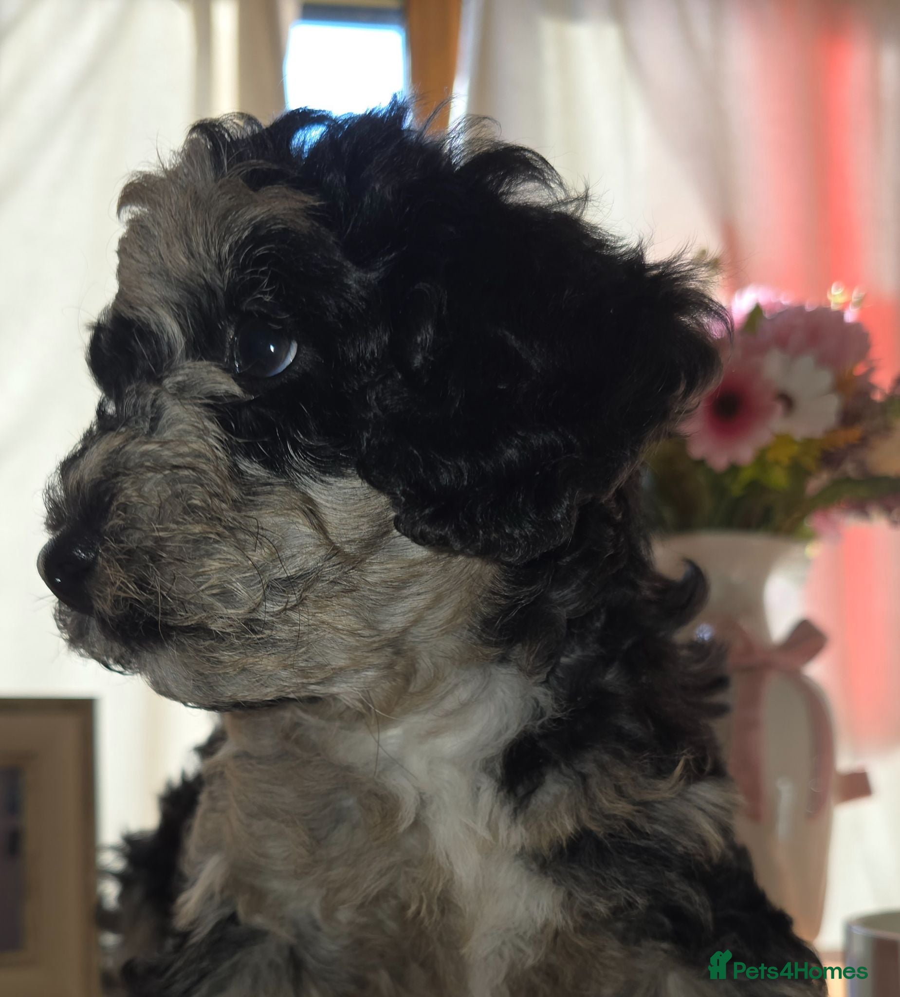 Miniature Poodle dogs Available Thursday mini poodles £1250. - Advert 15
