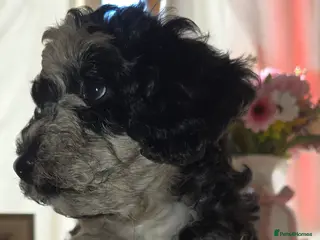 Miniature Poodle dogs Available Thursday mini poodles £1250. - Advert 15