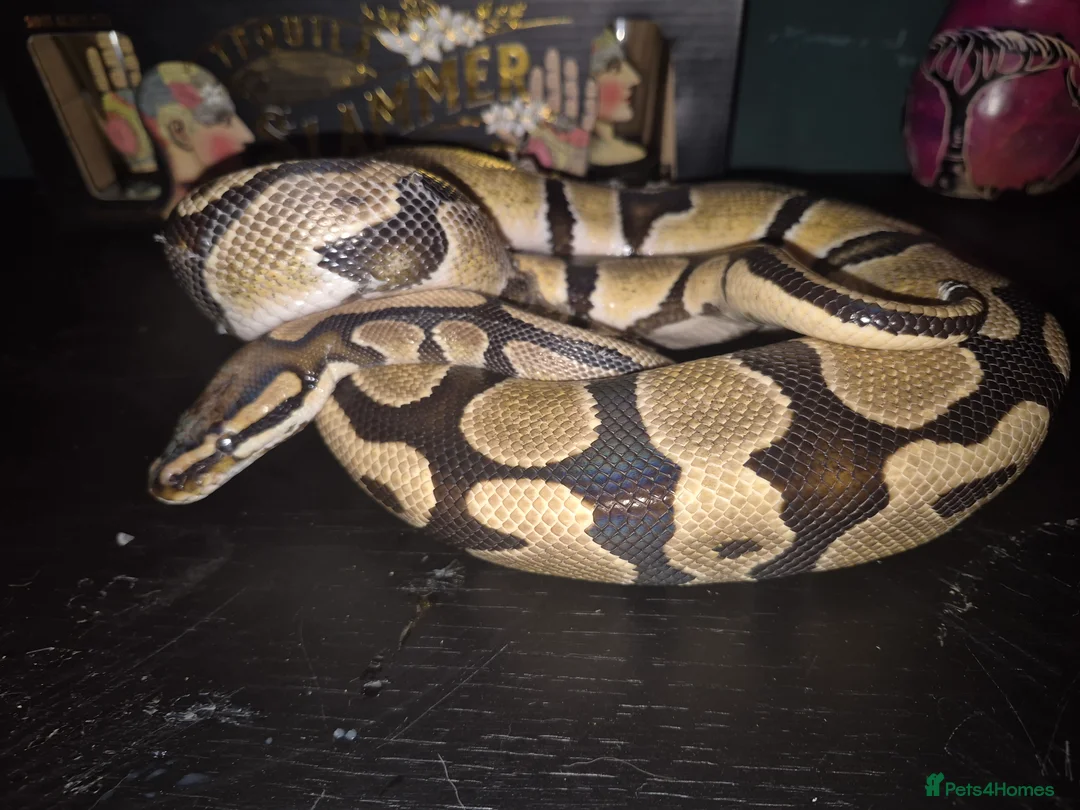 Python Snake reptiles for sale: Male royal python with full setup - Advert 4