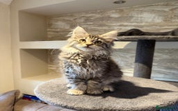 Maine Coon cats for sale: XL Russian Cubs 🇷🇺 ❤️ - Advert 14