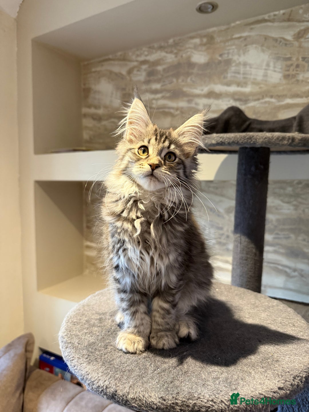 Maine Coon cats for sale: XL Russian Cubs 🇷🇺 ❤️ - Advert 14
