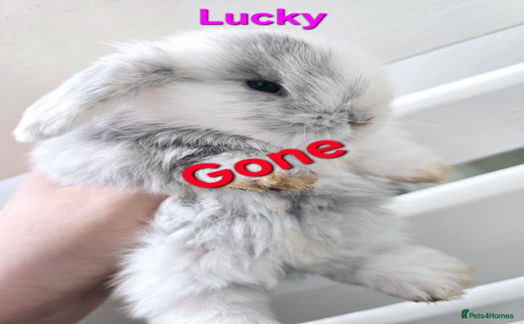 Mini Lop rabbits - Advert 1