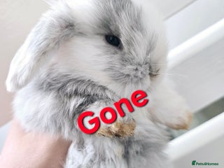 Mini Lop rabbits - Advert 21