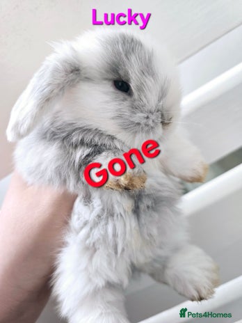 Mini Lop rabbits - Advert 7