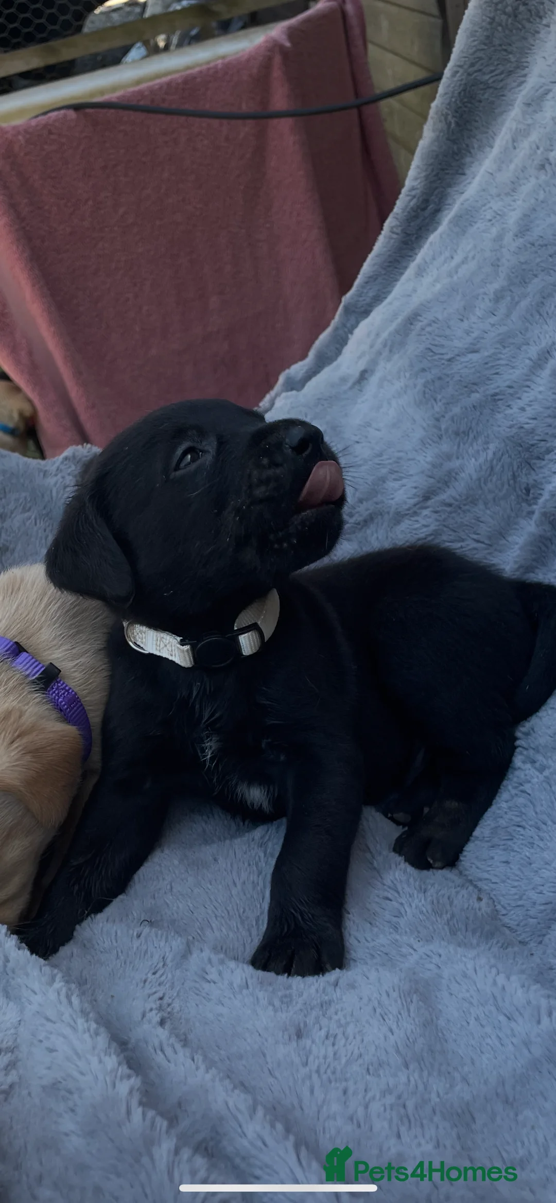 Labrador Retriever dogs for sale: Adorable KC Labrador Puppies for Sale - Advert 13
