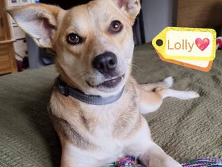Mixed Breed dogs ❤️ Lolly❤️- 1.5-year-old small gentle girl - Advert 5