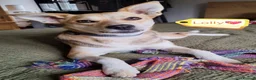 Mixed Breed dogs for adoption: ❤️ Lolly❤️- 1.5-year-old small gentle girl  - Advert 1