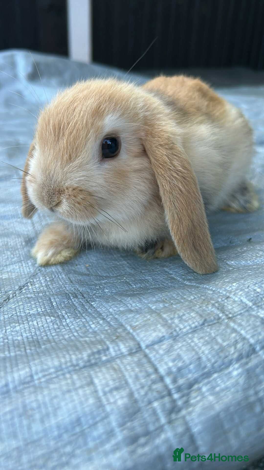Mini Lop rabbits for sale: Pure mini lops  - Image 2