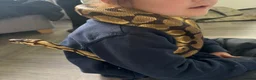 Python Snake reptiles for sale: Royal Python - Male  - Advert 2